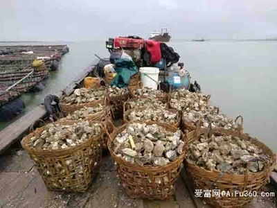 南昌生蠔批發價格與生蠔養殖基地日用百貨銷售